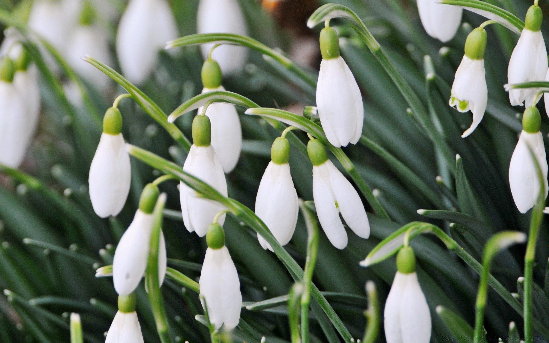 bahar doğa yaprak flora çiçek bahçe büyüme çimen açık havada sezon paskalya çiçek park