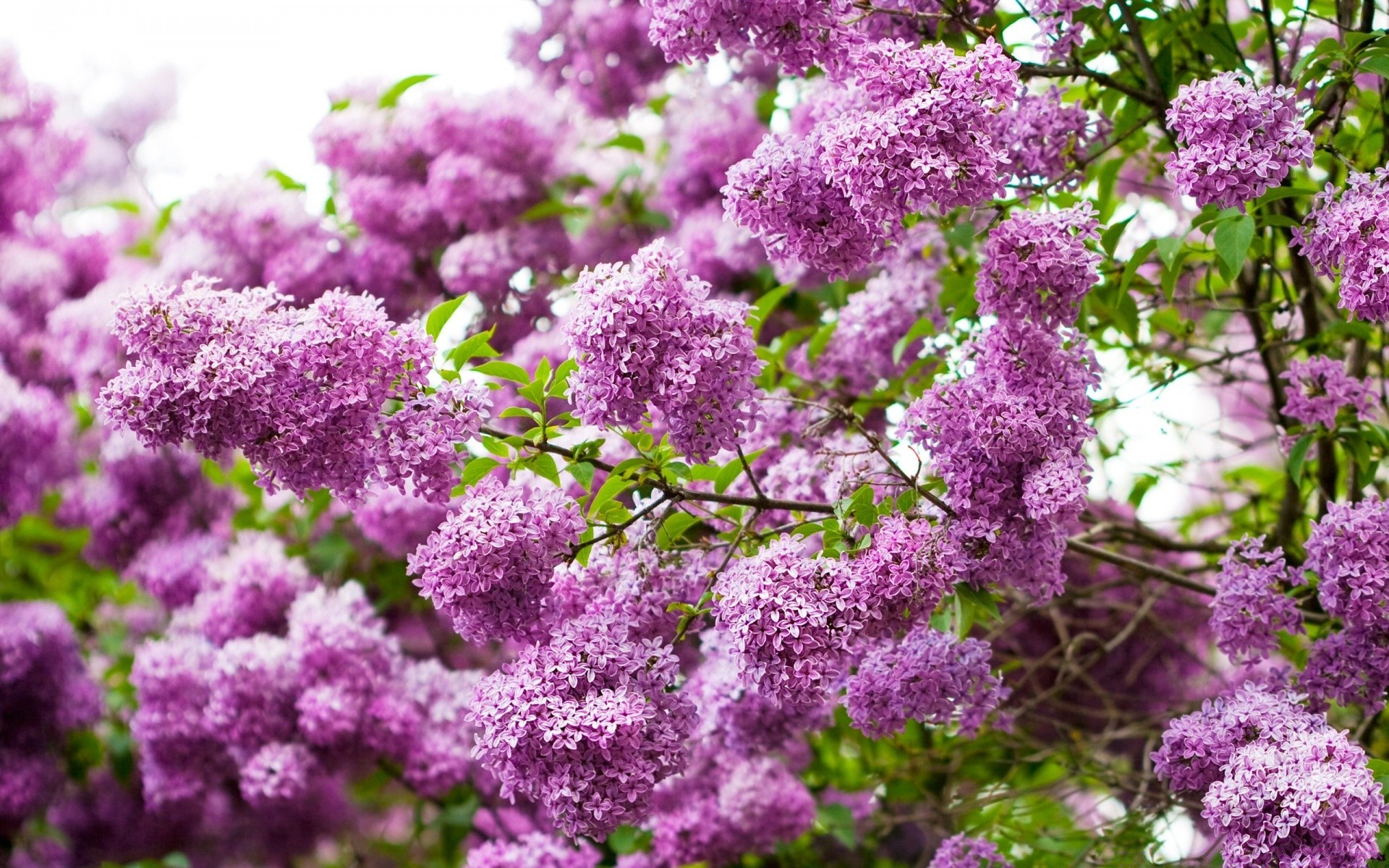 primavera fiore giardino flora ramo di un albero natura stagione di crescita foglia fiore floreale primavera vivid estate petalo arbusto all aperto parco di colore