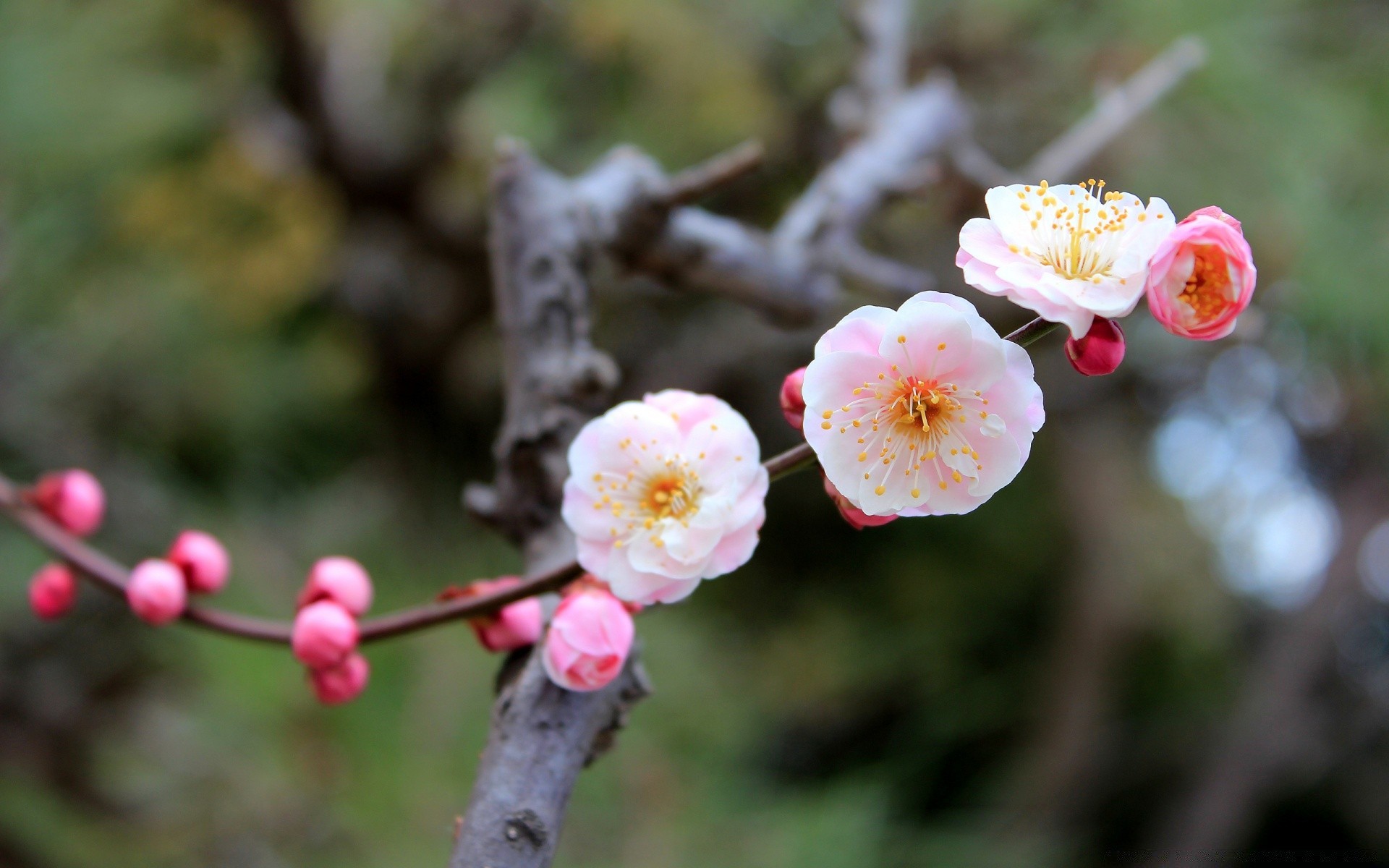 primavera fiore natura ramo di un albero flora cherry garden bloom outdoor foglia stagione petalo buddy crescita floreale di colore peach parco