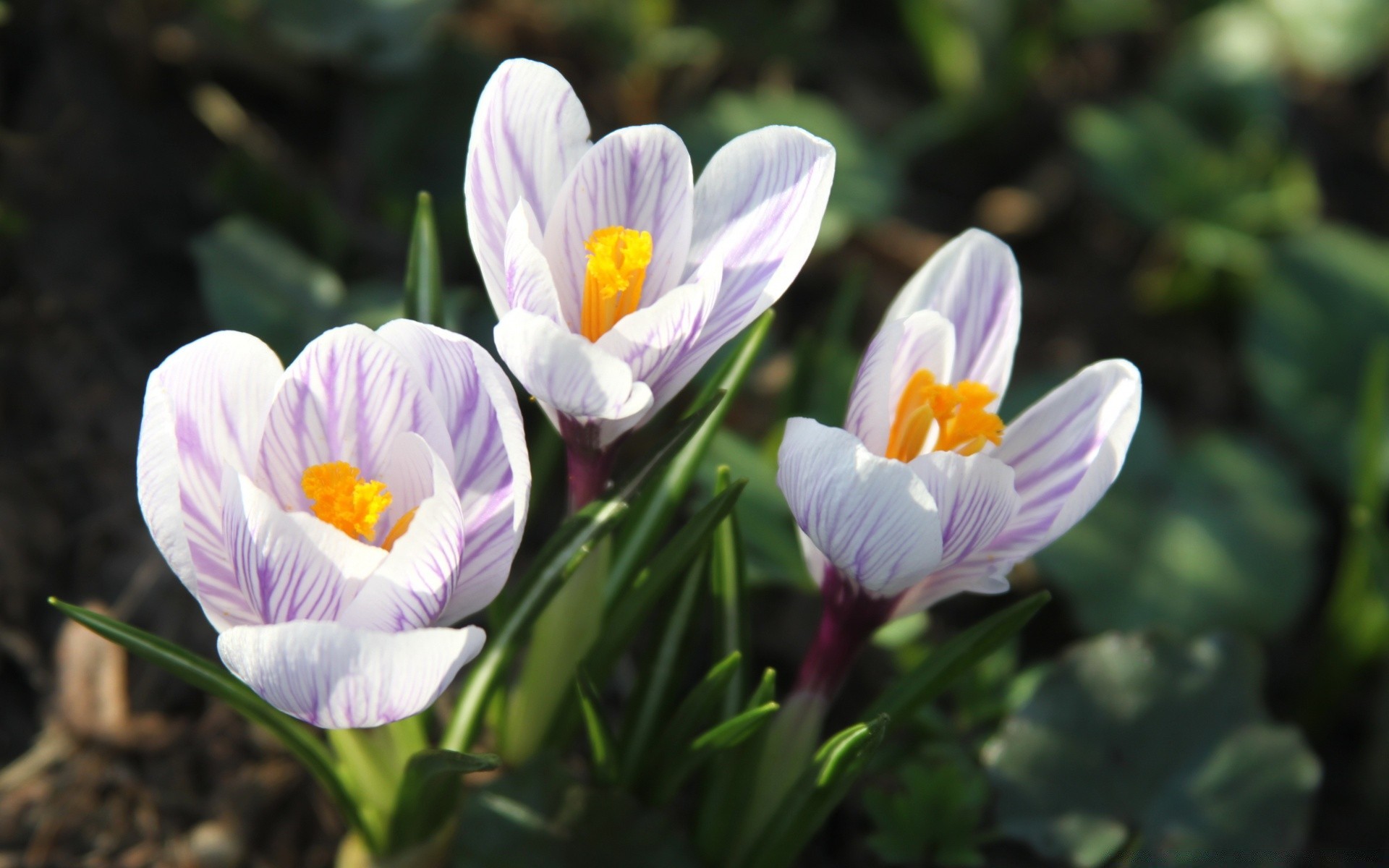 bahar doğa çiçek flora petal çiçek açan yaprak paskalya bahçe yaz sezon çiçek parlak yakın çekim renk büyüme açık havada saman otu