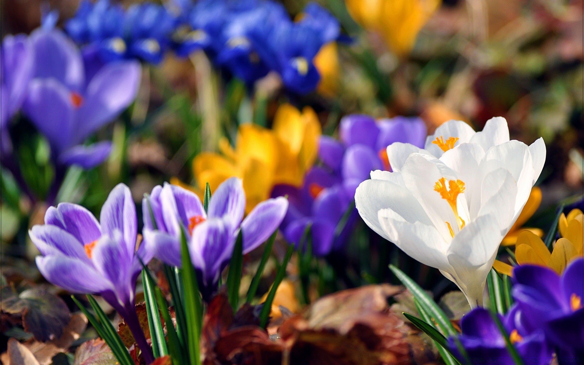 bahar çiçek doğa flora bahçe paskalya yaprak çiğdem çiçek çiçeklenme taçyaprağı büyüme sezon renk park yaz parlak buket saman violet