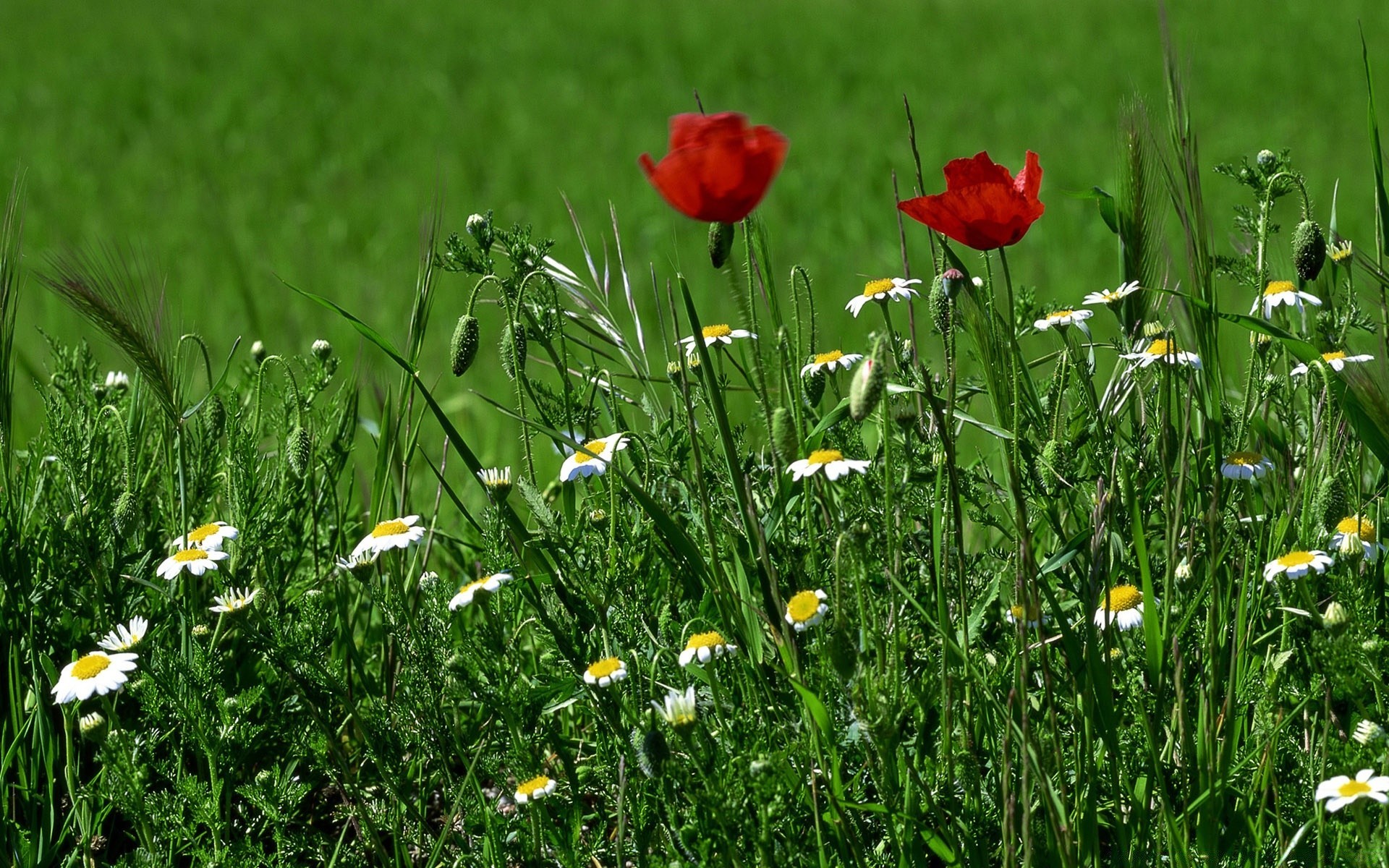 primavera erba fiore fieno natura estate campo flora rurale giardino crescita foglia prato all aperto bel tempo sole floreale luminoso stagione fioritura