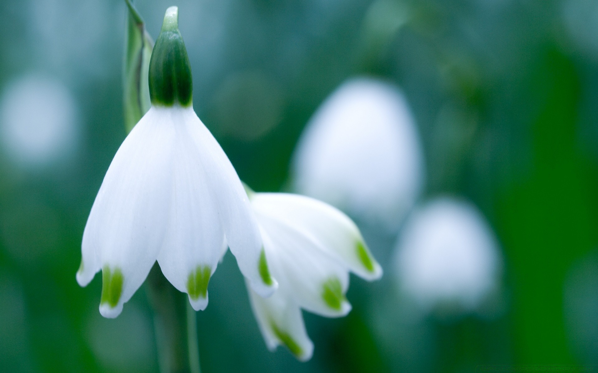 primavera natura foglia crescita all aperto sfocatura fiore flora giardino bel tempo erba