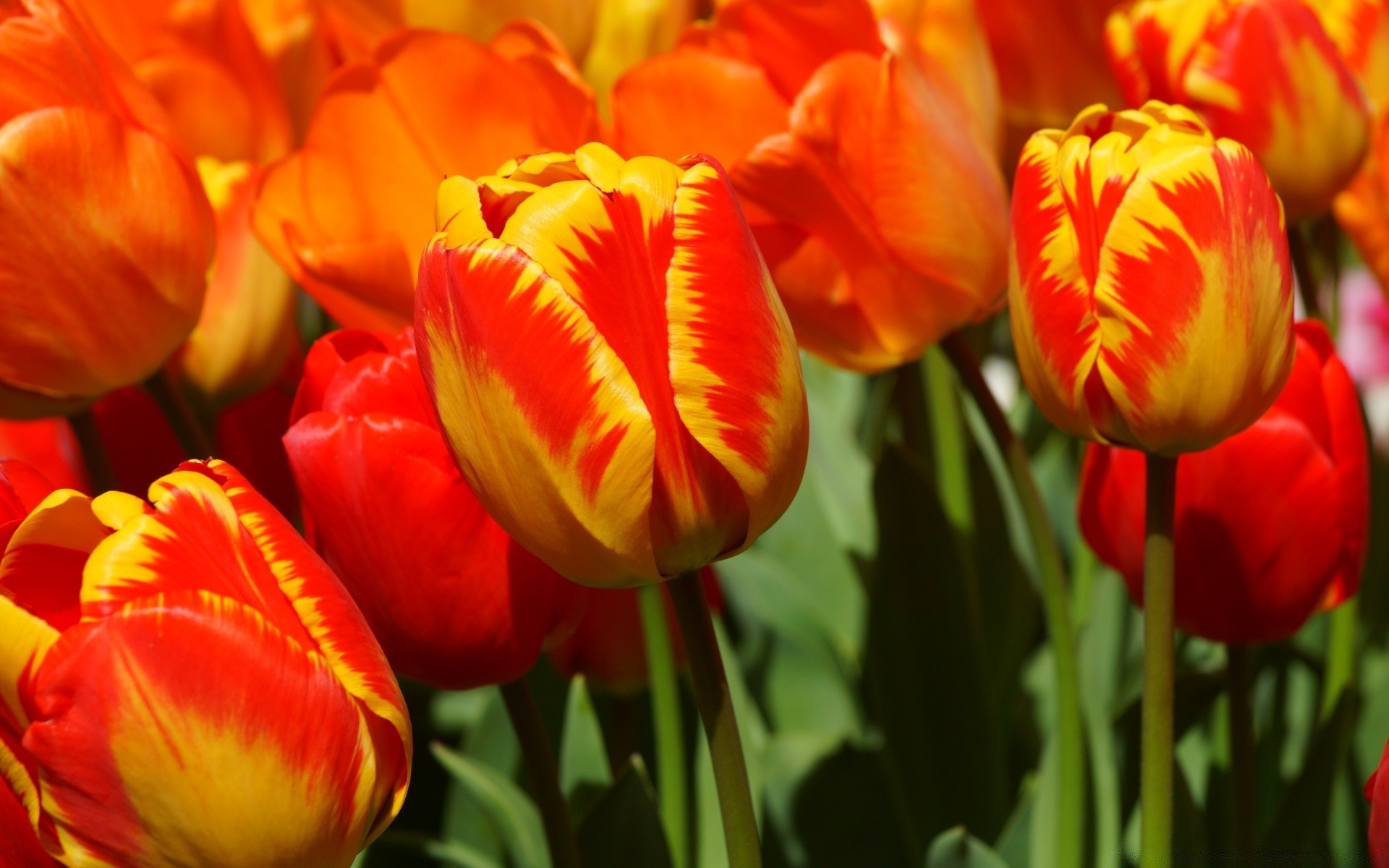 primavera tulipano natura fiore vivid flora foglia giardino di estate floreale di colore di pasqua petalo di amore stagione crescita vivid campo