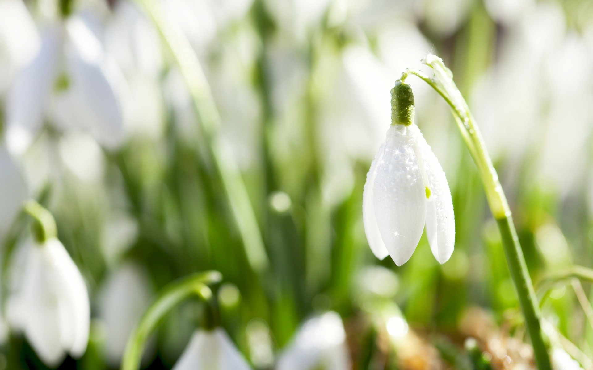 primavera natura fiore foglia flora crescita erba bel tempo giardino caduta all aperto stagione luminoso presto sfocatura compagno estate pasqua alba floreale