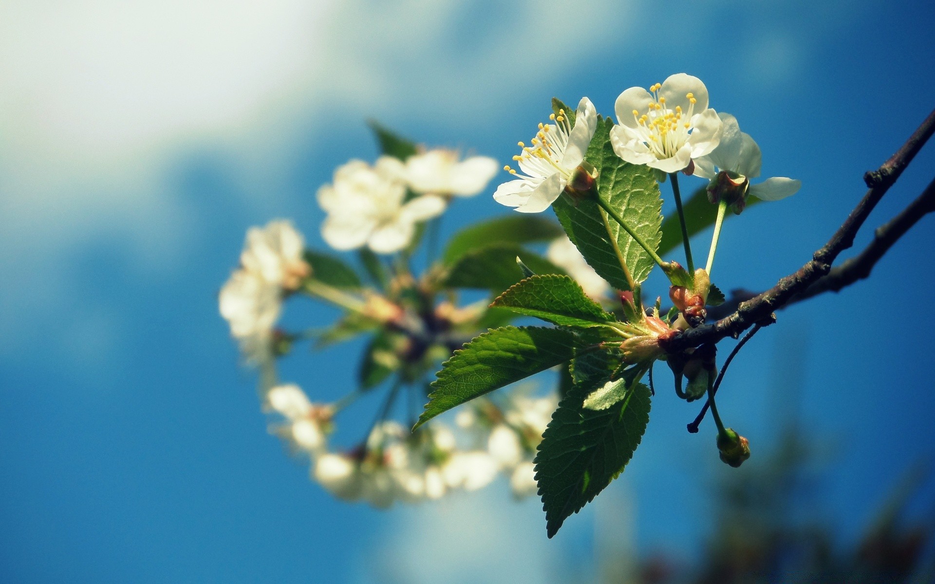 wiosna kwiat natura flora drzewo liść ogród oddział wiśnia wzrost bluming zbliżenie lato jabłko płatek kwiatowy sezon kolego kolor dobra pogoda