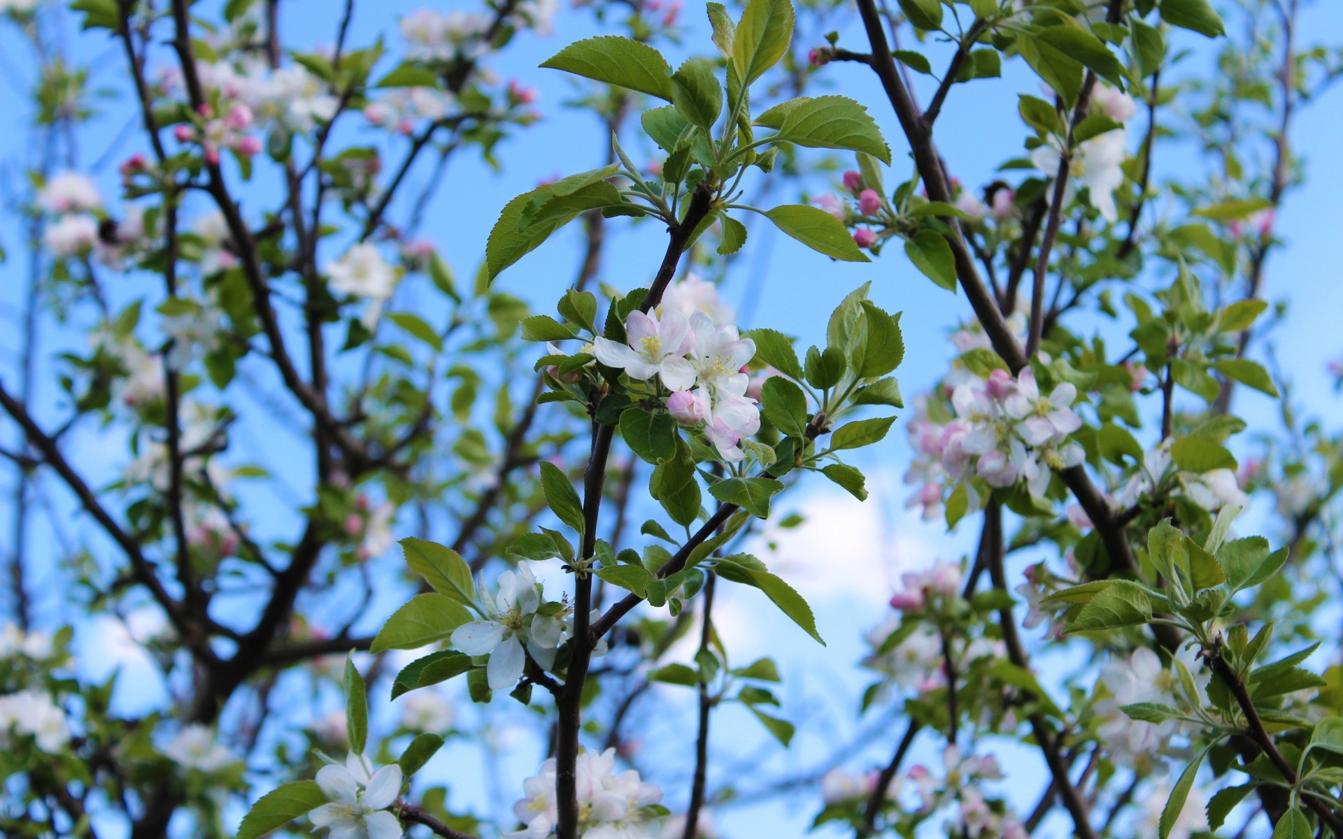 весна цветок дерево флора филиал природа лист сезон яблоко сад рост дружище вишня блюминг лепесток крупным планом цветочные на открытом воздухе весна среды