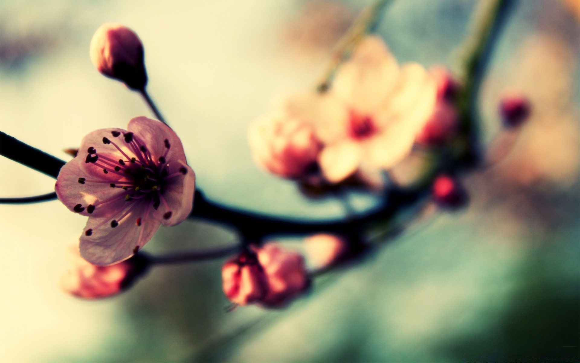 frühling blume unschärfe natur dof flora blatt stillleben garten sanft sommer im freien