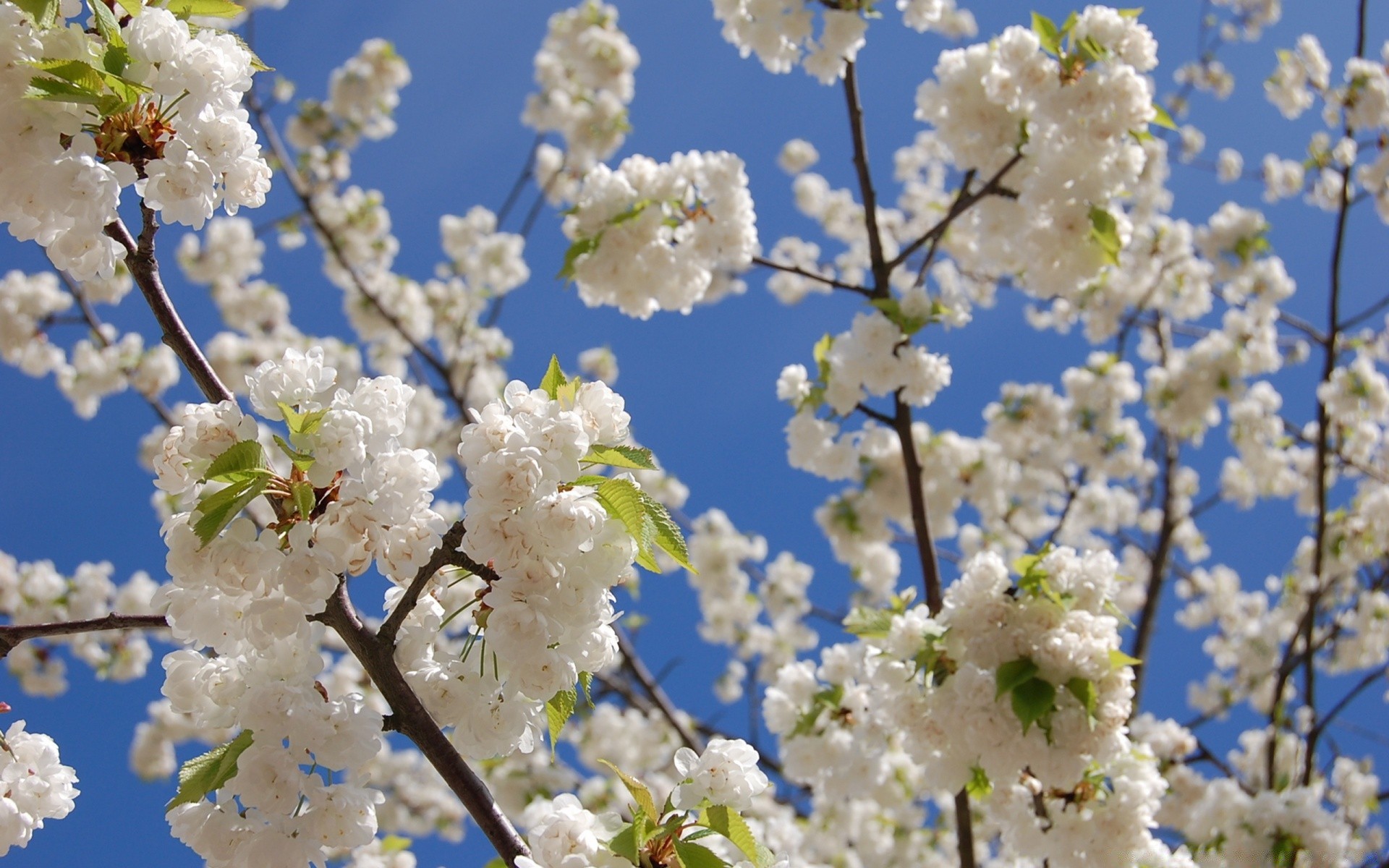 wiosna wiśnia kwiat oddział drzewo natura śliwka sezon jabłko flora bluming wzrost kolego płatek wiosna kwiatowy ogród morela liść dobra pogoda