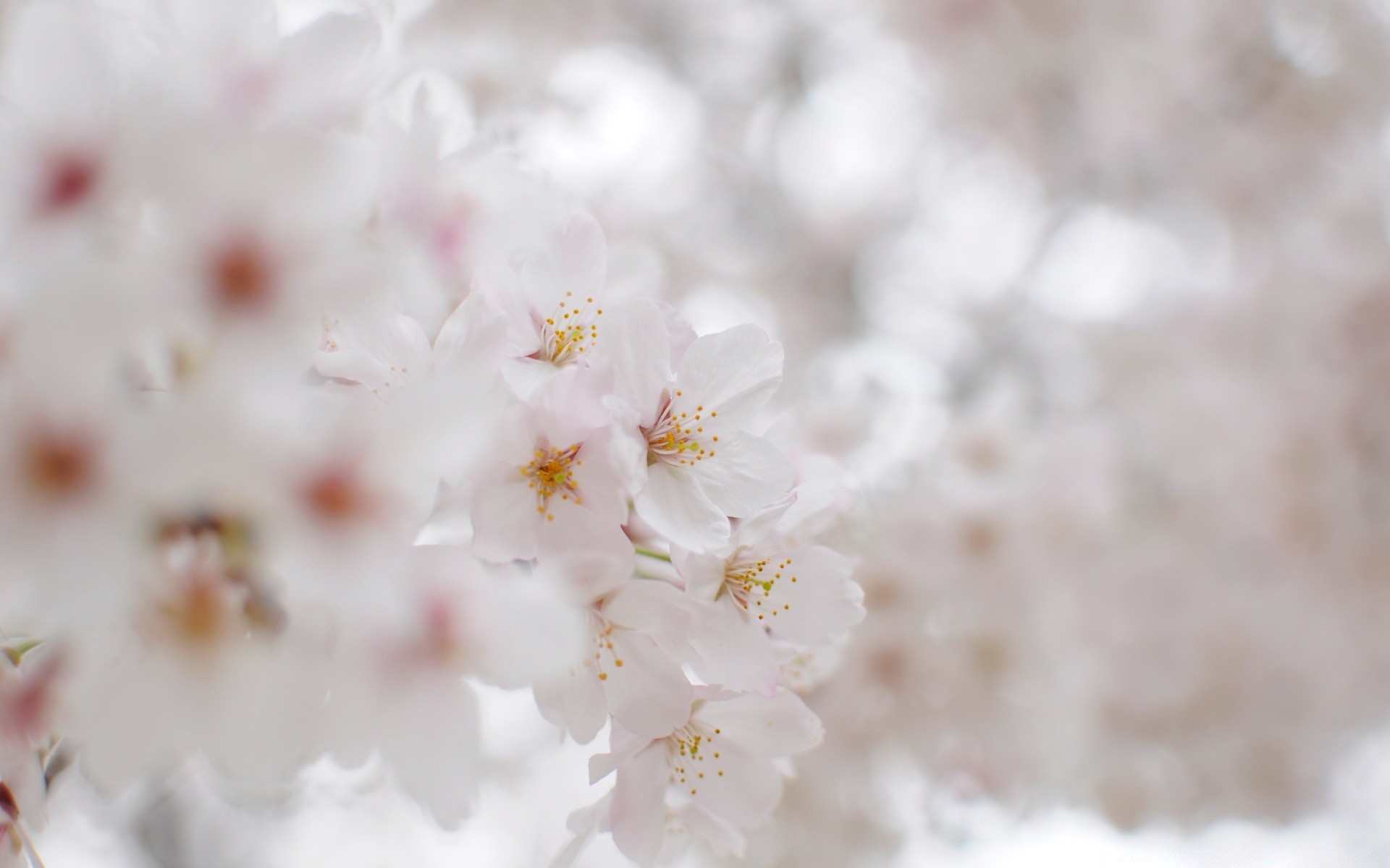 spring nature cherry flower flora branch bright outdoors leaf season tree summer delicate garden growth fair weather