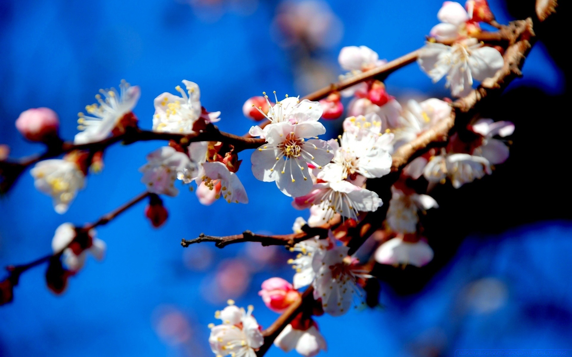 primavera ciliegia mela fiore albero prugna ramo albicocca natura compagno stagione sfocatura flora pesca inverno giardino petalo mandorla fioritura frutta