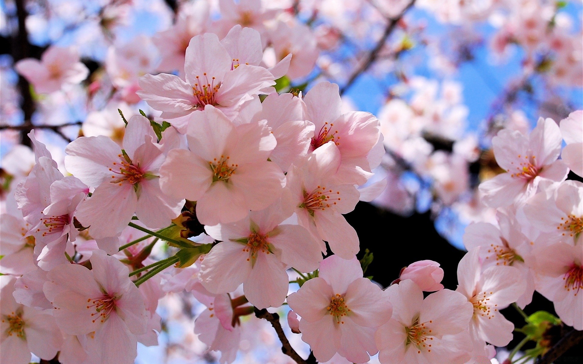 spring flower cherry flora tree nature garden branch blooming growth petal season bud leaf outdoors springtime apple delicate floral park