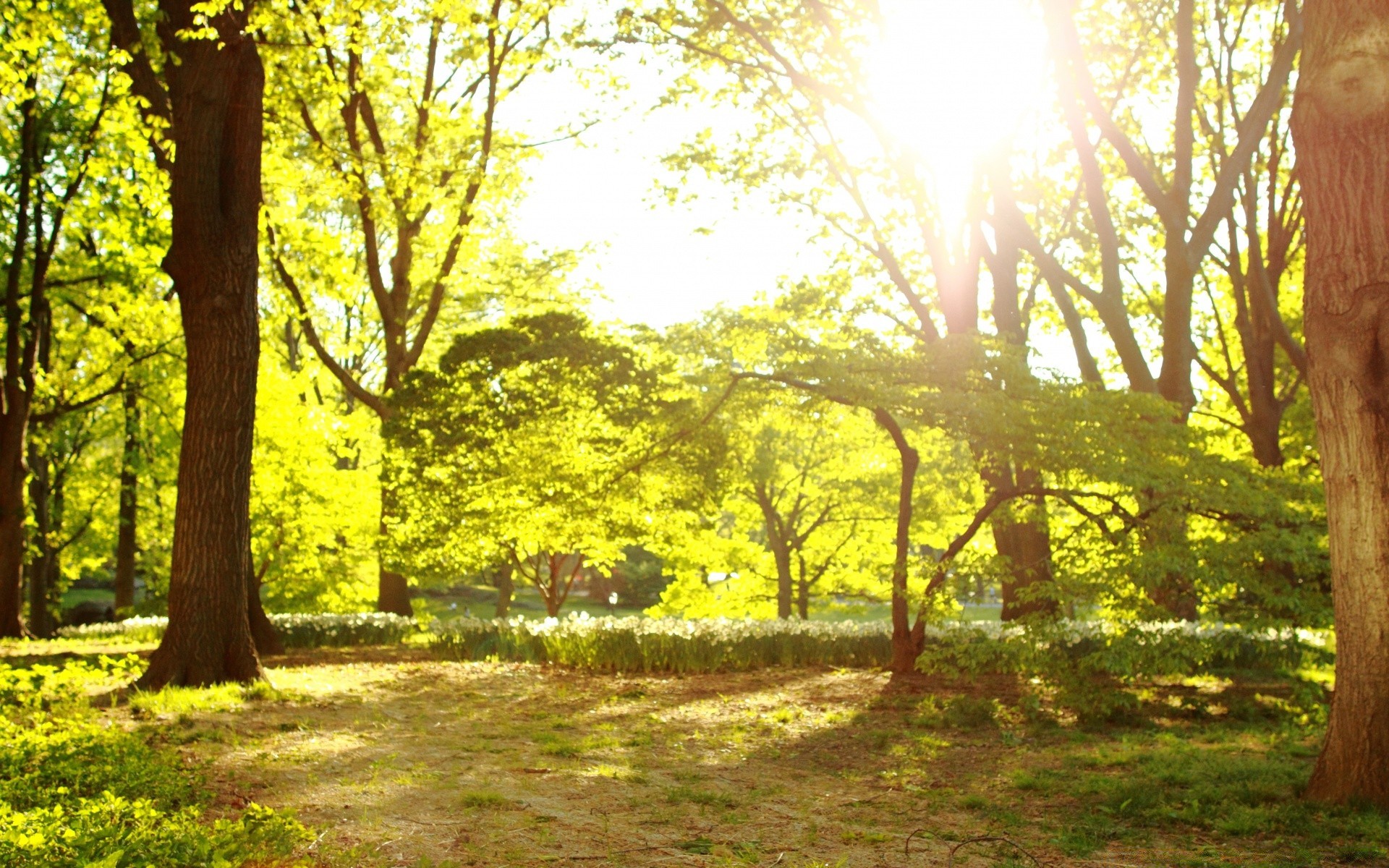 primavera albero legno autunno parco natura paesaggio foglia bel tempo sole stagione alba all aperto ambiente scenico guida campagna nebbia luminoso luce rurale