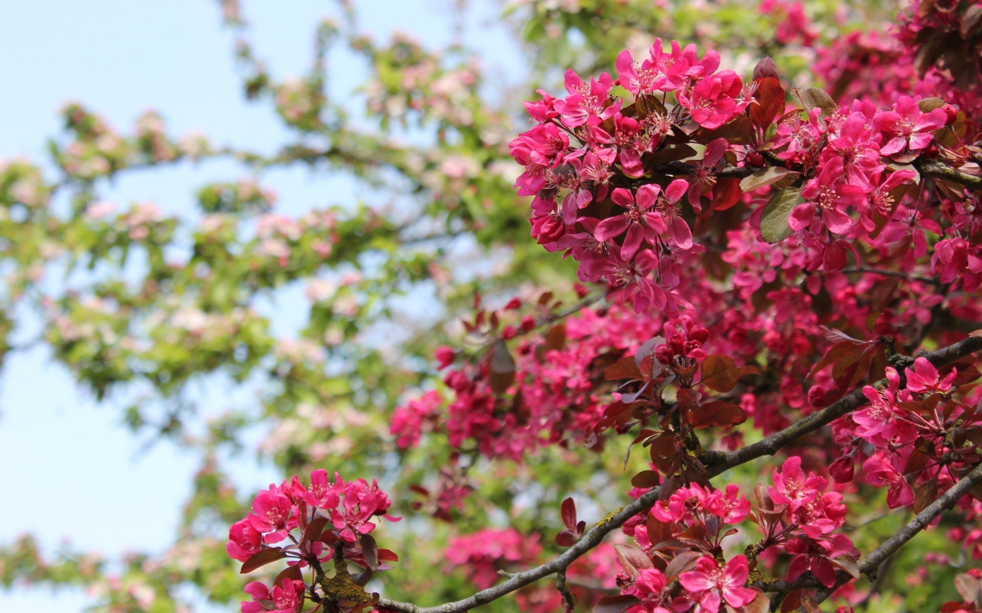 spring flower nature flora blooming garden branch tree floral leaf petal growth summer season shrub color bright park bud sunny