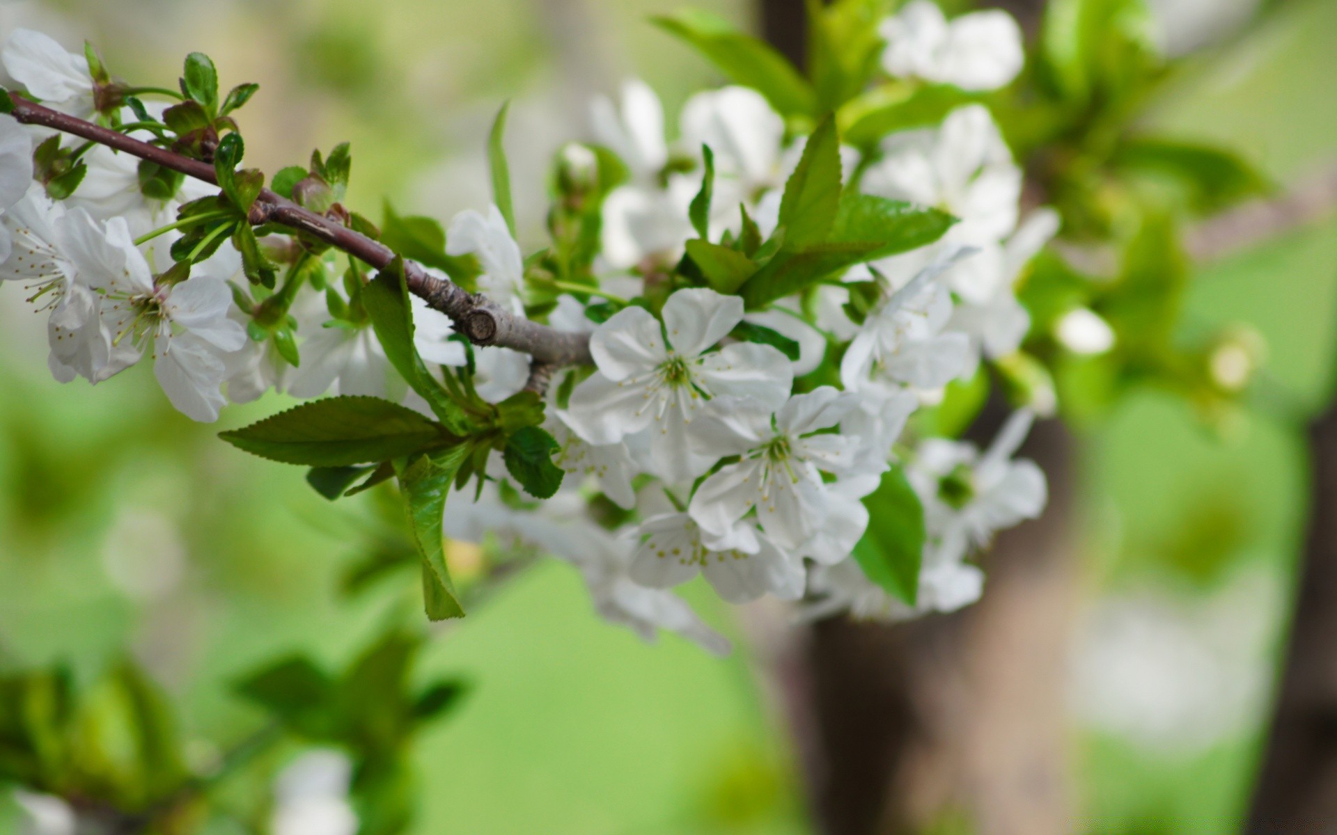 primavera natura fiore flora foglia albero ramo stagione giardino primo piano fioritura petalo crescita estate compagno freschezza mela floreale ciliegia bel tempo