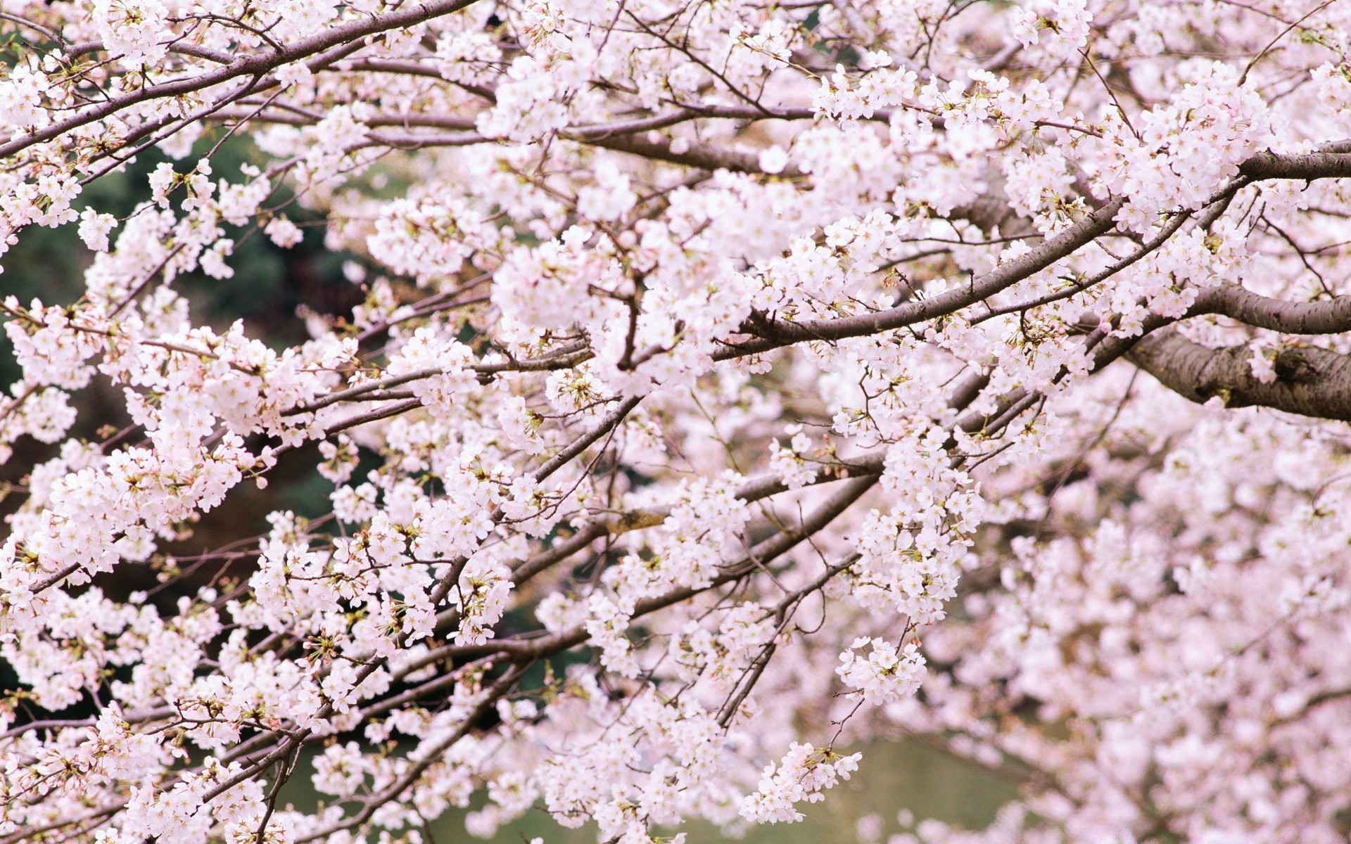 printemps cerise arbre fleur branche saison pomme printemps prune flore bluming copain pétale arbre fruitier croissance nature gros plan abricot amande floral feuille