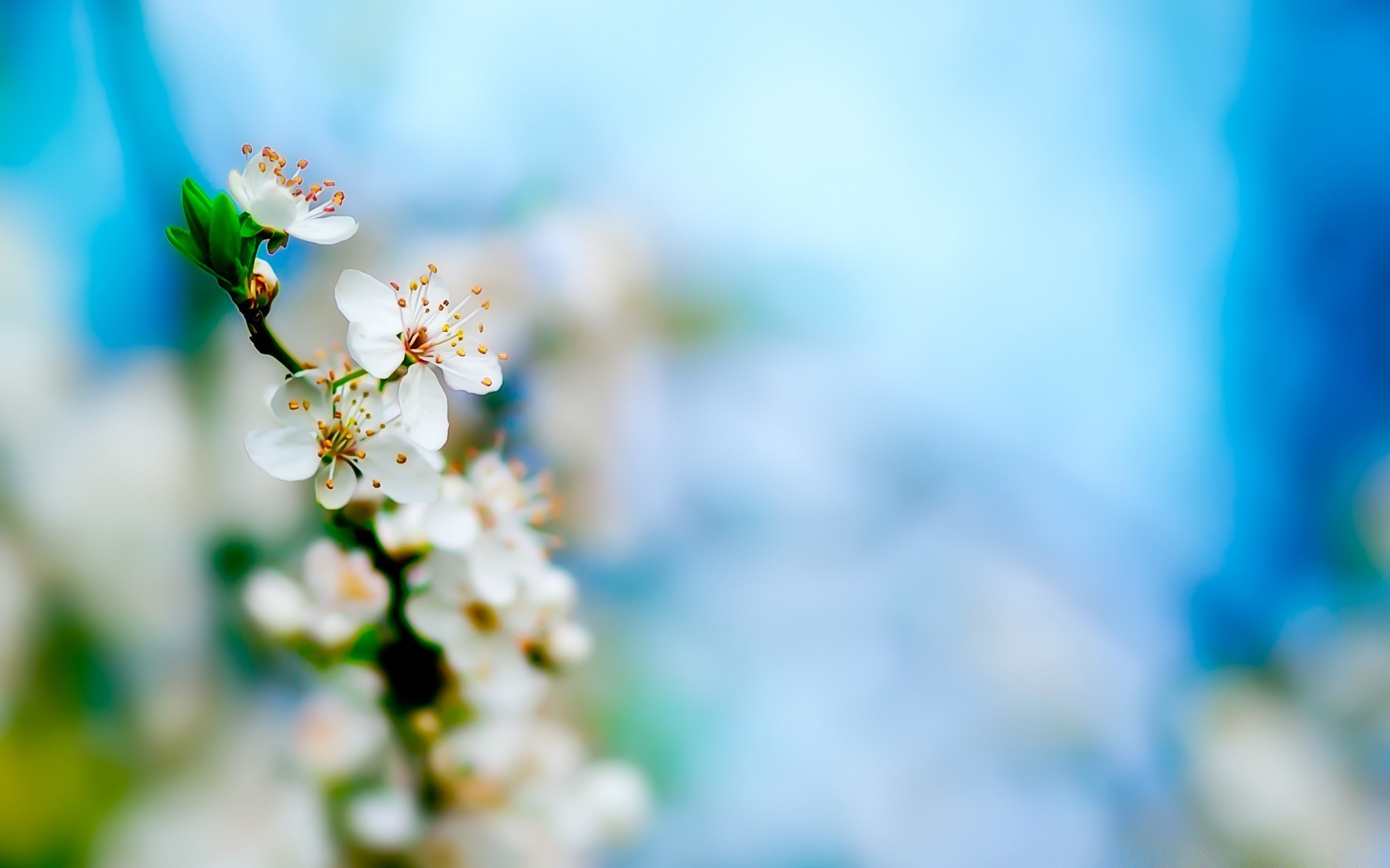 primavera borrão natureza flor folha verão bom tempo dof crescimento brilhante exterior flora sol cereja jardim delicado