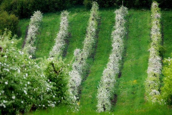 Árboles florecientes en hileras