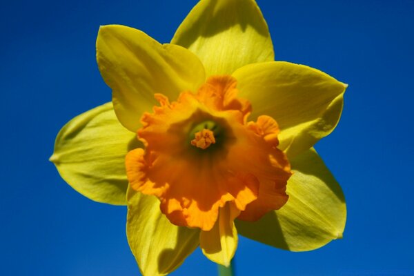 Flor amarilla en pantalla completa sobre fondo azul