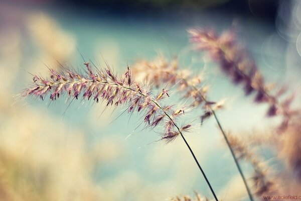 Wildflowers delight all summer