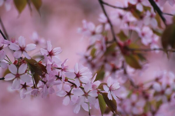 Fragrant blooming cherry twig