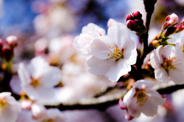 Fleurs de printemps blanches sur une branche d arbre