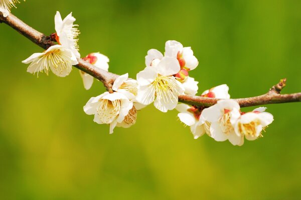 Blooming cherry tree branch