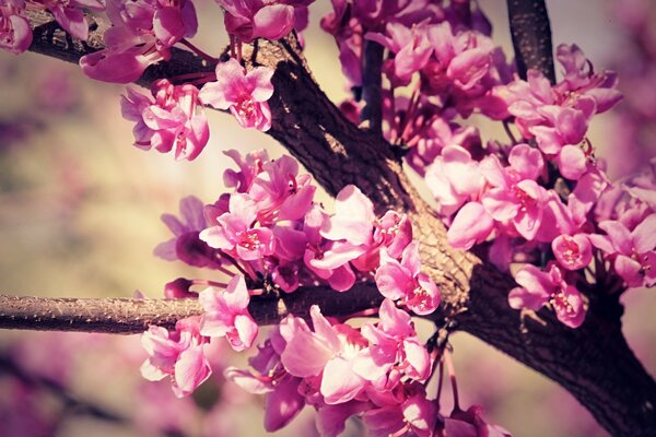 Árbol floreciente de primavera con flores moradas