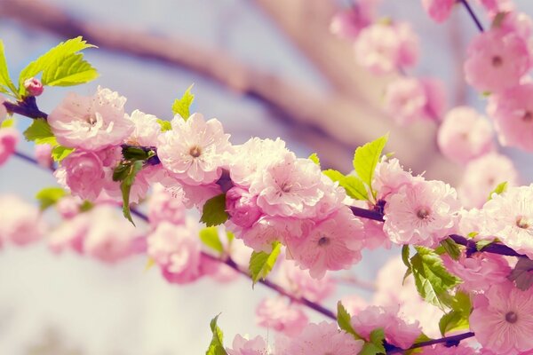 Primavera maravillosa naturaleza hermosas flores