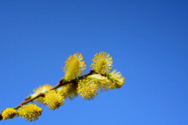 Spring buds bloomed in nature