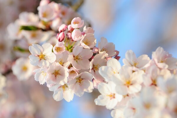 Blumen auf Kirschzweigen, Frühlingsnatur