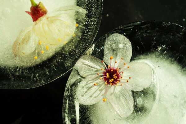 Macro picture of water drops and flowers