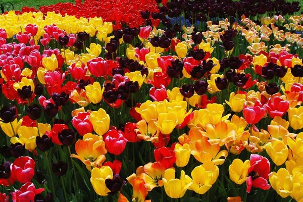 Lots of colorful tulips on the lawn