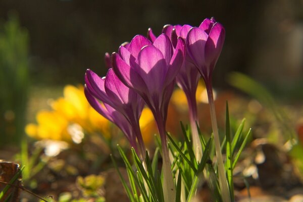 Crocus de primavera en un Jardín verde