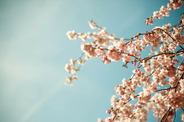 Cherry blossoms on the background of the spring sky