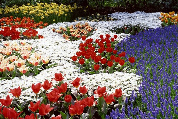 Variety of spring blooming flowers in nature