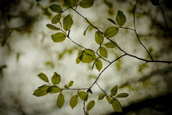 Frühling Laub Baum Blätter