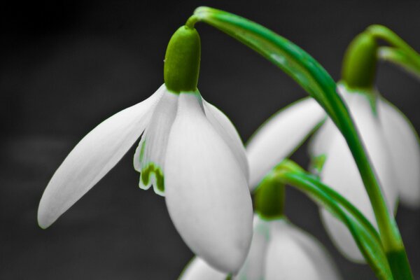 Spring white flowers on a black background