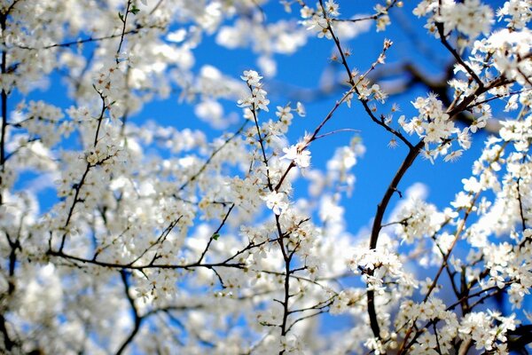 在蓝天的映衬下盛开的白树