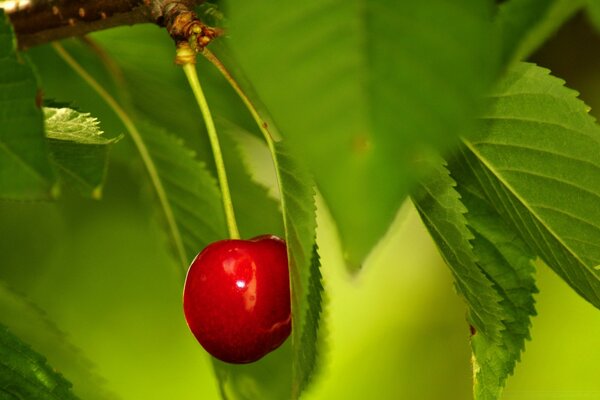 Cereza solitaria en una rama con hojas