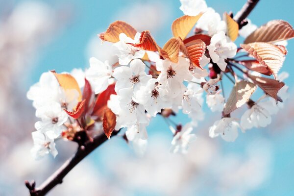 Gros plan de branche de floraison