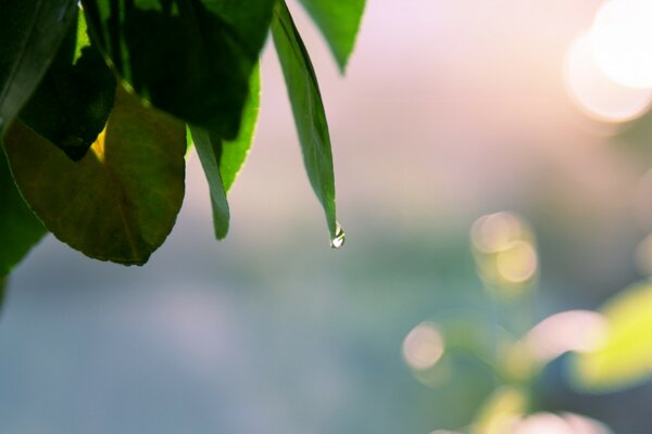 Comment l eau goutte à goutte