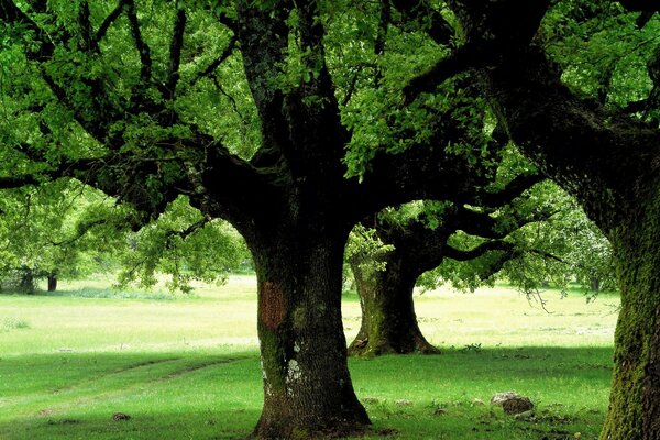 Baum des Lebens Baum des Denkens