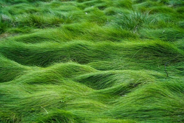 Thick textured grass background