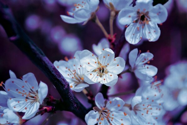 Immagine di delicati fiori di ciliegio