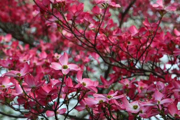 粉红色山茱萸树春季开花