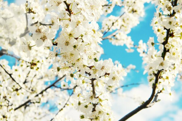 Snow-white spring flowers against the sky