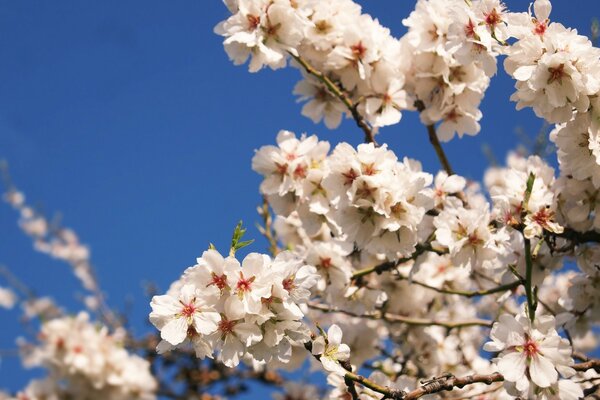 Il ciliegio fiorisce in primavera