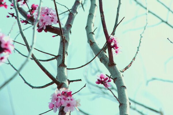 Çiçekli gökyüzünün arka planına karşı çiçek açan sakura