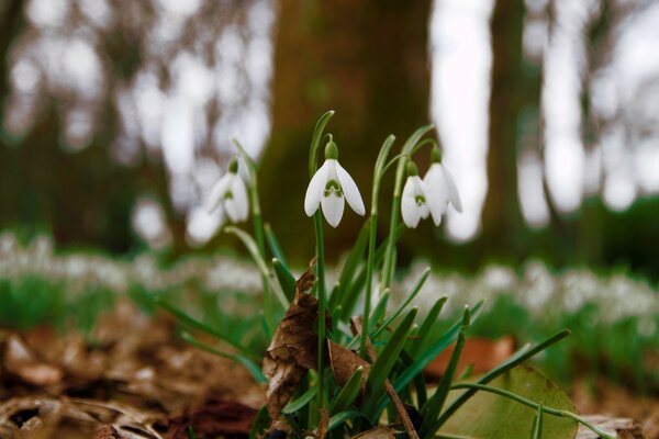 The appearance of the first flowers after winter